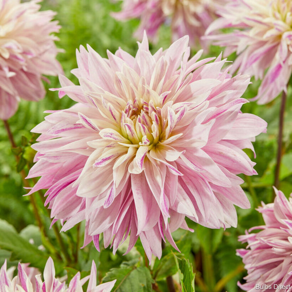 Labyrinth Twotone Dahlias Order Dahlia Tubers online Bulbs Direct NZ