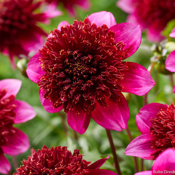 The Phantom Dahlias Order your Dahlia Tubers online Bulbs Direct NZ