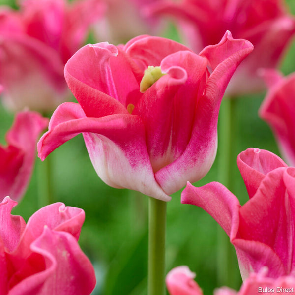 Crown of Dynasty Tulip Buy Tulip Bulbs online Bulbs Direct NZ