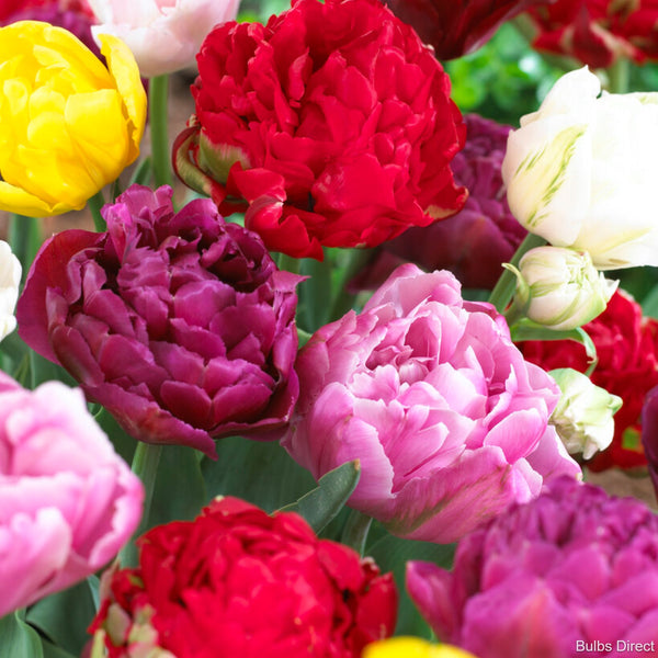 Peony Tulip Mix Order Tulip Bulbs online Bulbs Direct NZ