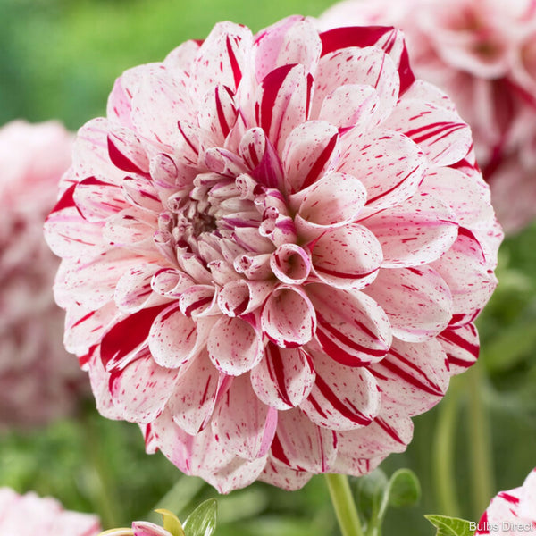 Fern Ridge Painted Lady Dahlias Buy Dahlia Tubers online Bulbs