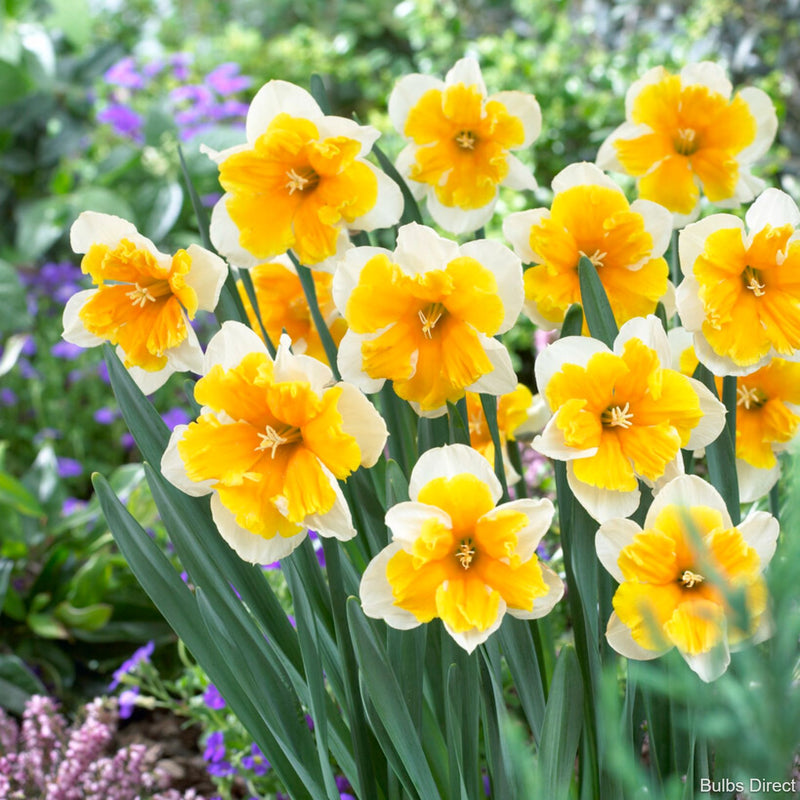 orangery daffodil bulbs
