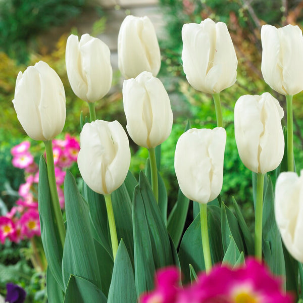 Tulip Snowboard Order Tulip Bulbs online Bulbs Direct NZ