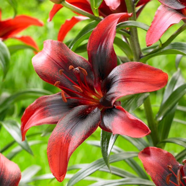 london lily flower London Heart Asiatic Lily | Order Lily Bulbs online