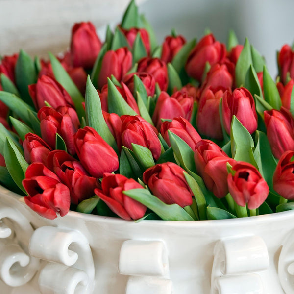 Tulip Varieties in New Zealand Bulbs Direct