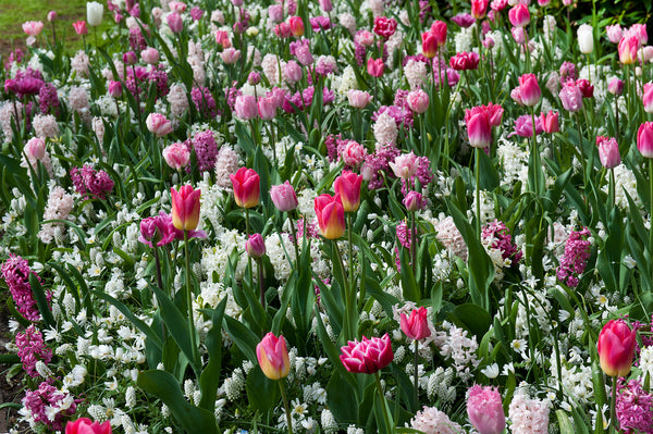The top 4 flower bulb combinations