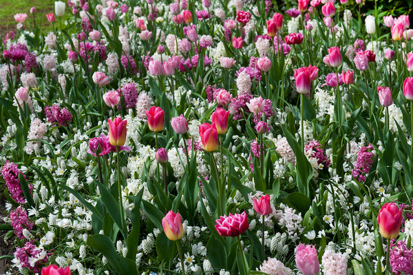 Bulbs Direct Our Top 4 Flower Bulb Planting Combinations | Bulbs Direct