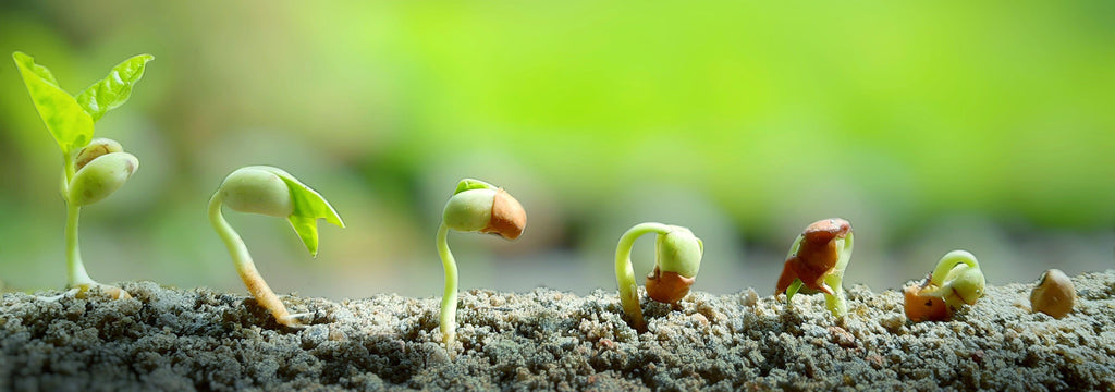 Pea Growing Guide NZ | Bulbs Direct NZ