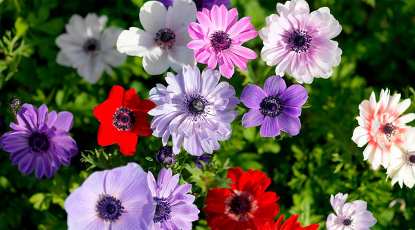 Anemone Planting Guide