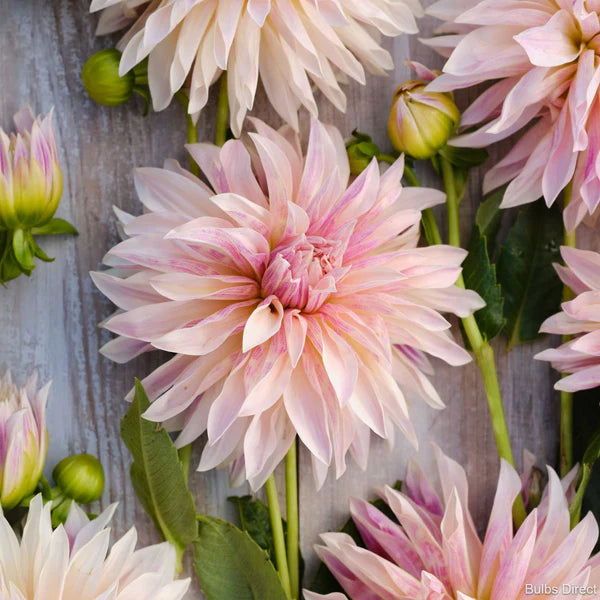 Cafe Au Lait Dahlias: A Delight for Flower Enthusiasts