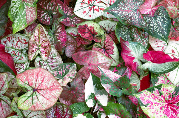 Caladium Planting Guide