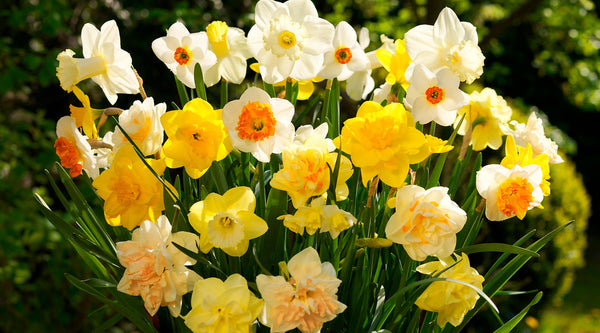 Daffodil Planting Guide