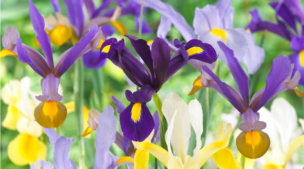 Dutch Iris Planting Guide