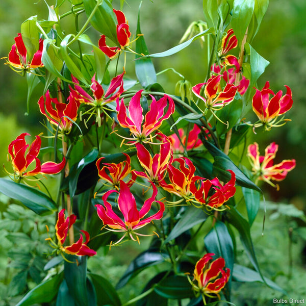 The Weird and Wonderful Gloriosa Rothschildiana