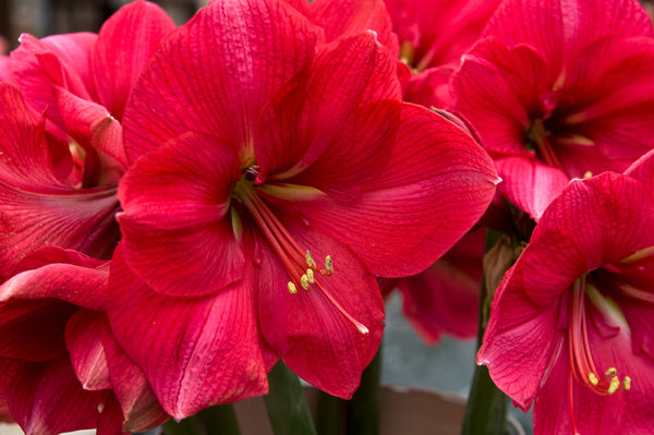 Amaryllis (Hippeastrum): Maximum Impact, Minimal Fuss