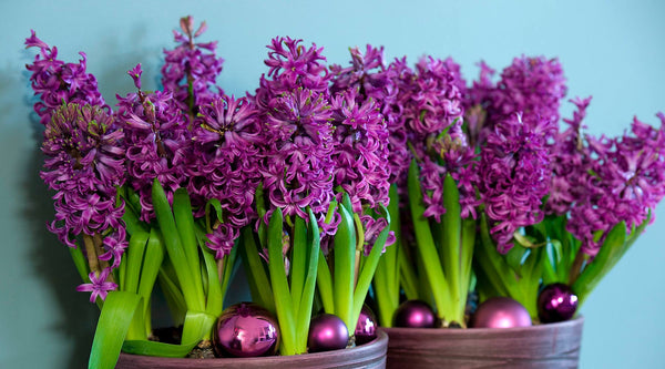 Hyacinth Planting Guide
