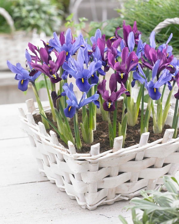 Iris Reticulata Planting Guide