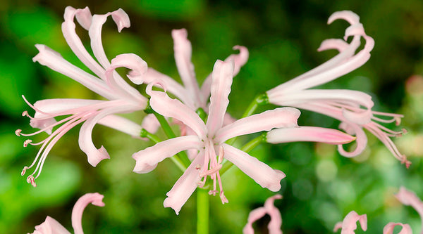 Nerine Planting Guide