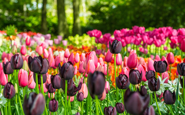 Tulip Planting Guide
