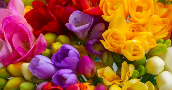 Expert Tips on When to Plant Freesia Bulbs in NZ
