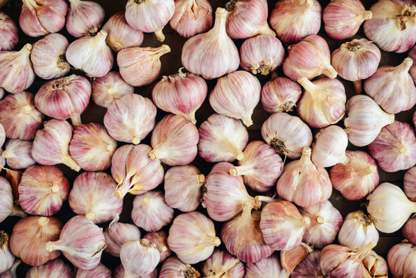 Garlic Growing Guide | Bulbs Direct NZ