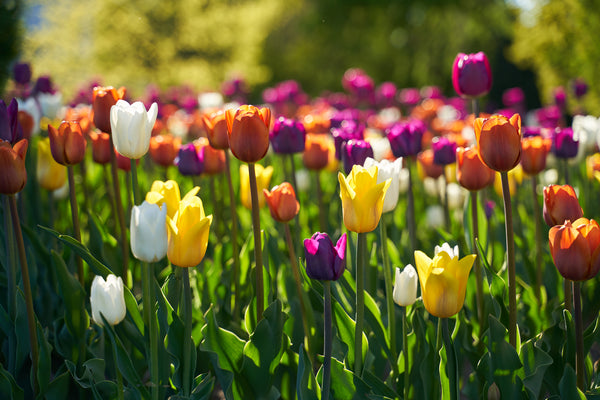 Spring Bulbs are here... – Bulbs Direct