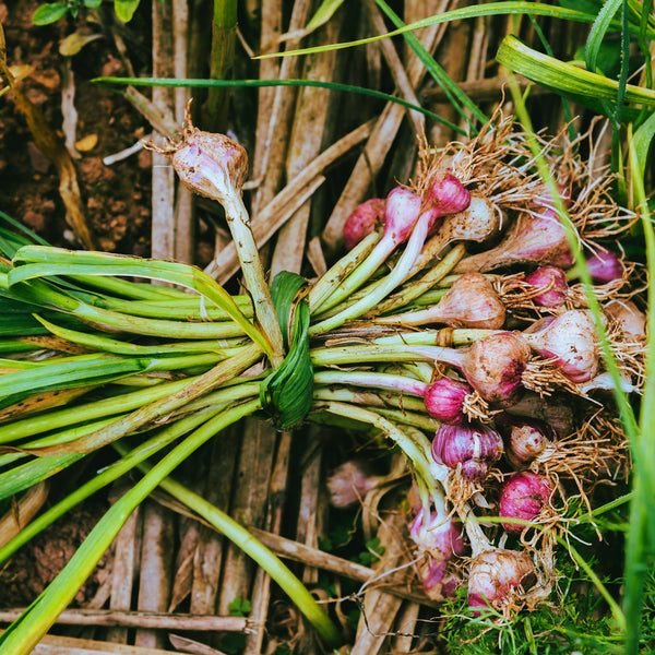 Growing Shallots Nz