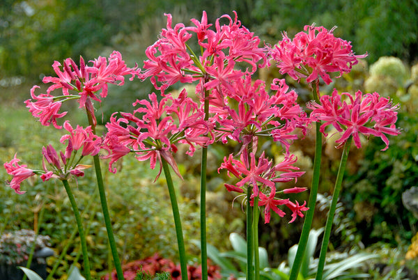 Growing Nerines - A New Zealand Classic