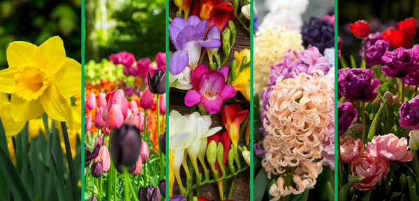Spring Bulb Planting Guide