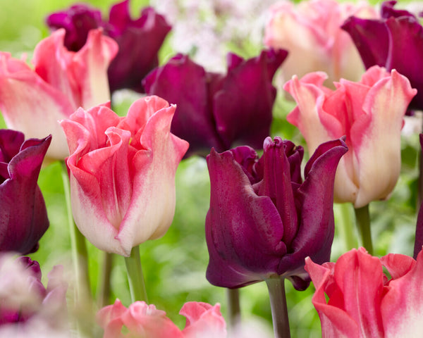 Bulbs Direct Bulbs Direct NZ | Quality NZ Flower Bulbs | Delivered Direct To You