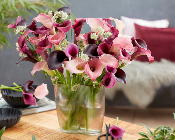 New Zealand Calla Lilies: A Touch of Elegance