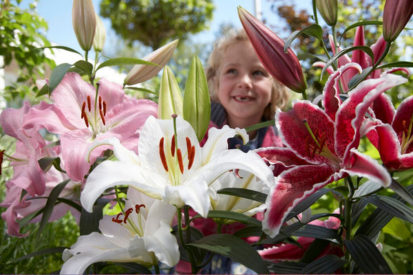 Exploring the World of Lilies in New Zealand