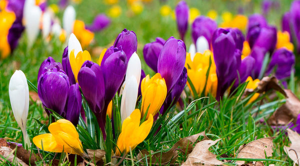 Crocus Corms | Order your Crocus Bulbs Direct | Bulbs Direct NZ