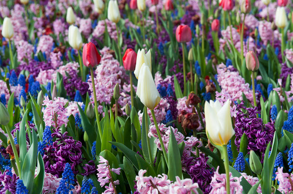 Spring Bulbs | Order your Spring Bulbs online | Bulbs Direct NZ