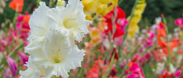 Summer Bulbs | Bulbs Direct NZ
