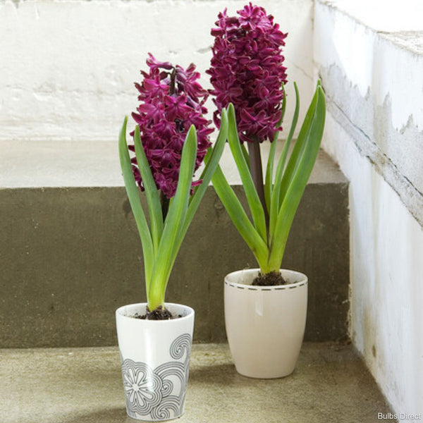 Purple Sensation Hyacinth | Order Hyacinth Bulbs online | Bulbs Direct NZ