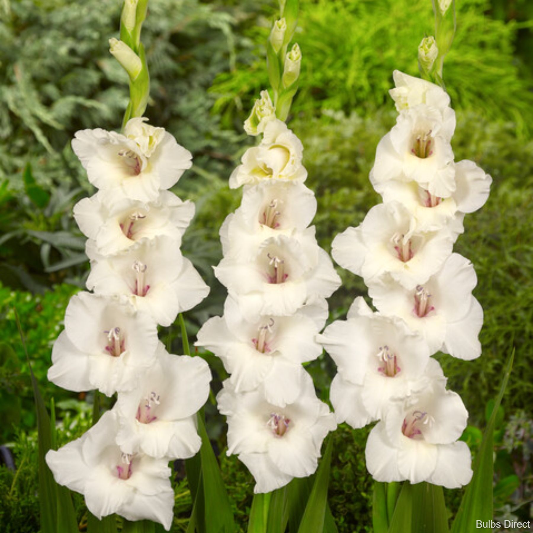 Bulbs Direct Flevo Eskimo Gladioli | Order Gladioli Bulbs online - Bulbs Direct NZ