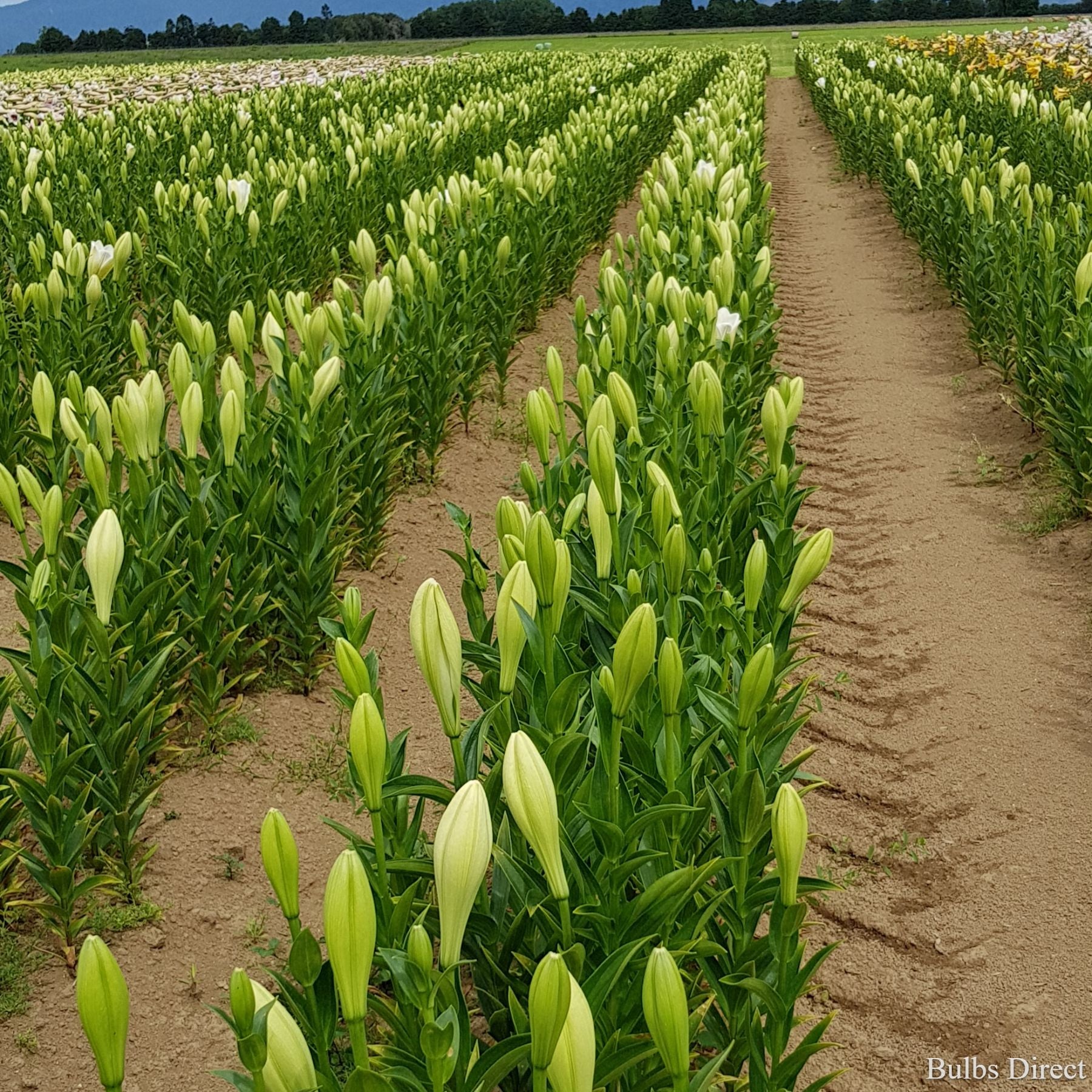 Watch Up Lilium | Order Lily Bulbs online | Bulbs Direct NZ