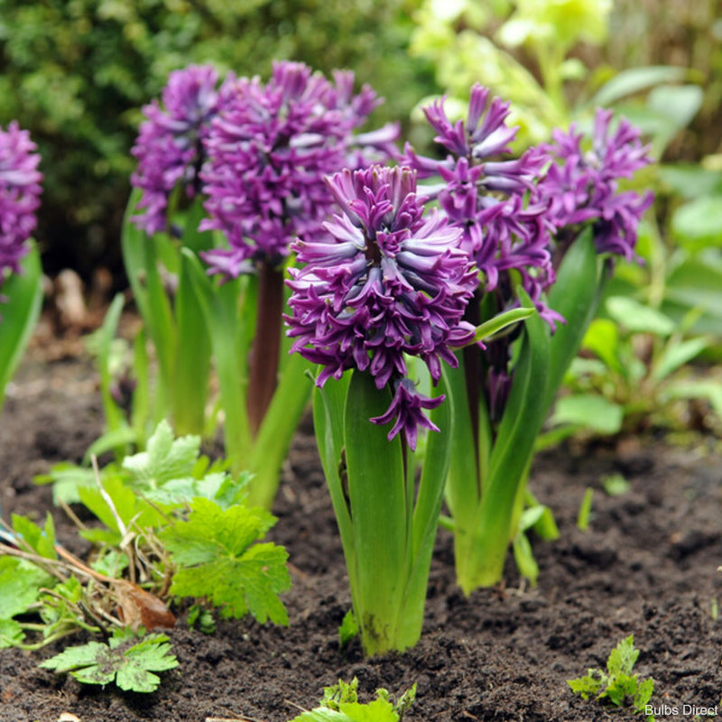 Puple Direct Us Purple Sensation Hyacinth | Order Hyacinth Bulbs online | Bulbs Direct NZ