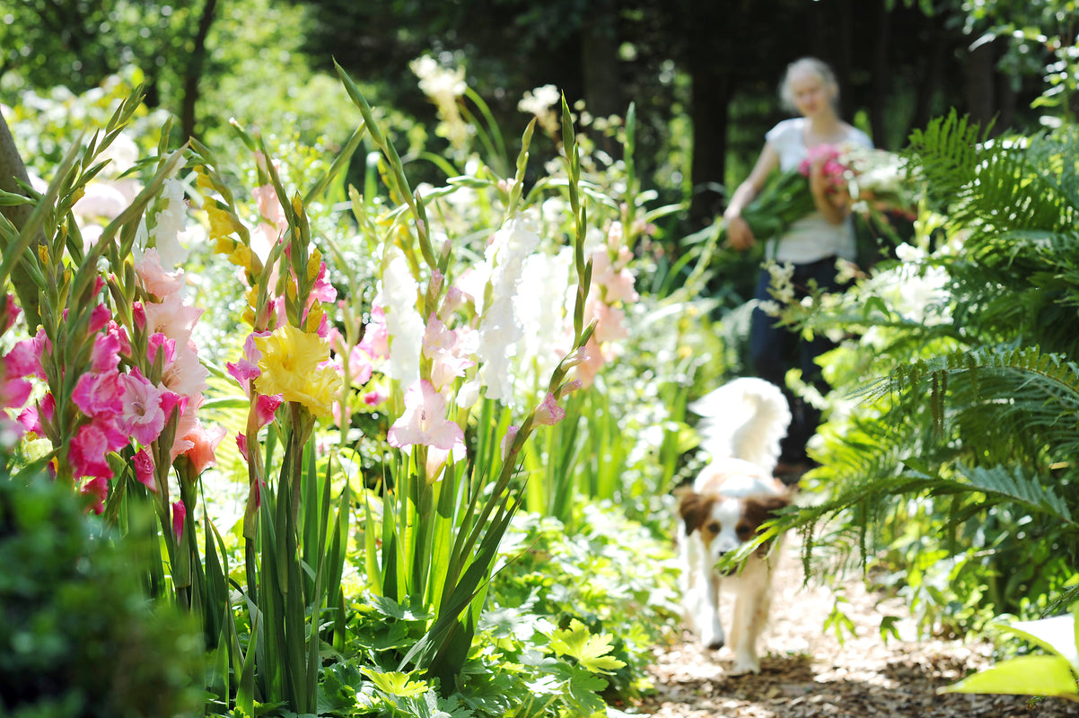 Bulbs Direct Bulbs Direct NZ | Quality NZ Flower Bulbs | Delivered Direct To You