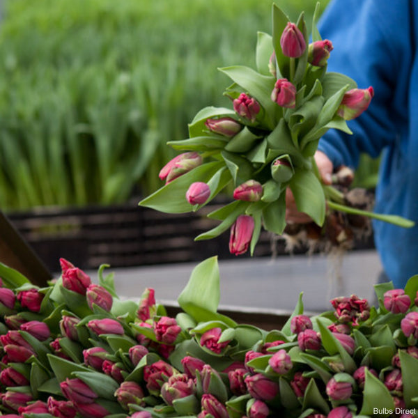 Tulip Cerise Parrot | Order Parrot Tulip Bulbs online | Bulbs Direct NZ