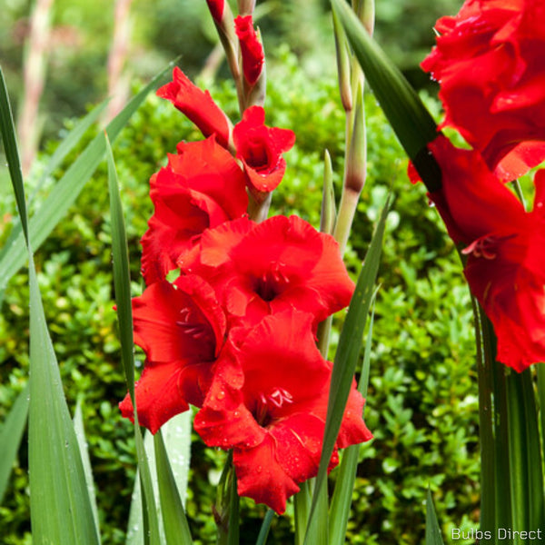 Rosiebee Red
