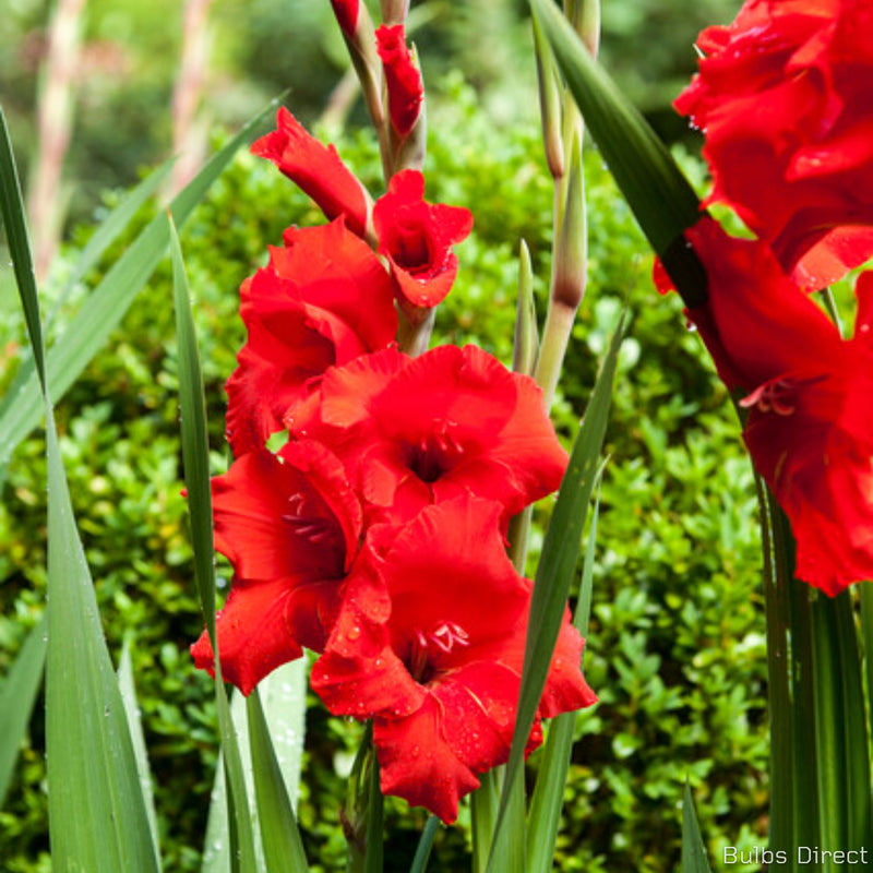 Rosiebee Red