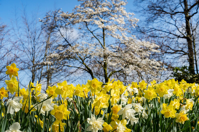 Daffodil Mix (x25)