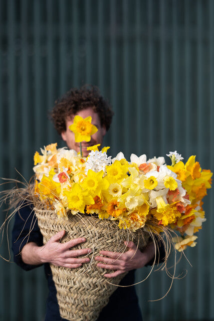 Daffodil Mix (x25)