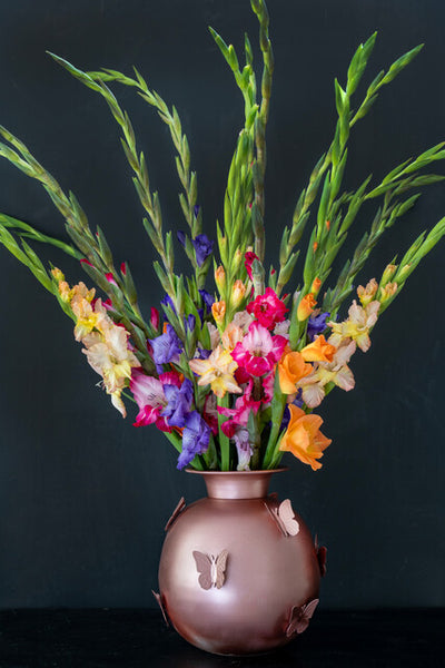 Milkshake Gladioli | Order Gladioli Bulbs online - Bulbs Direct NZ