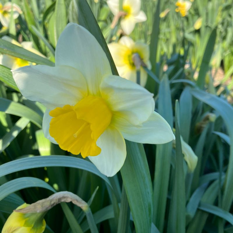 NZ Bred Daffodils | Order Daffodil Bulbs online | Bulbs Direct NZ