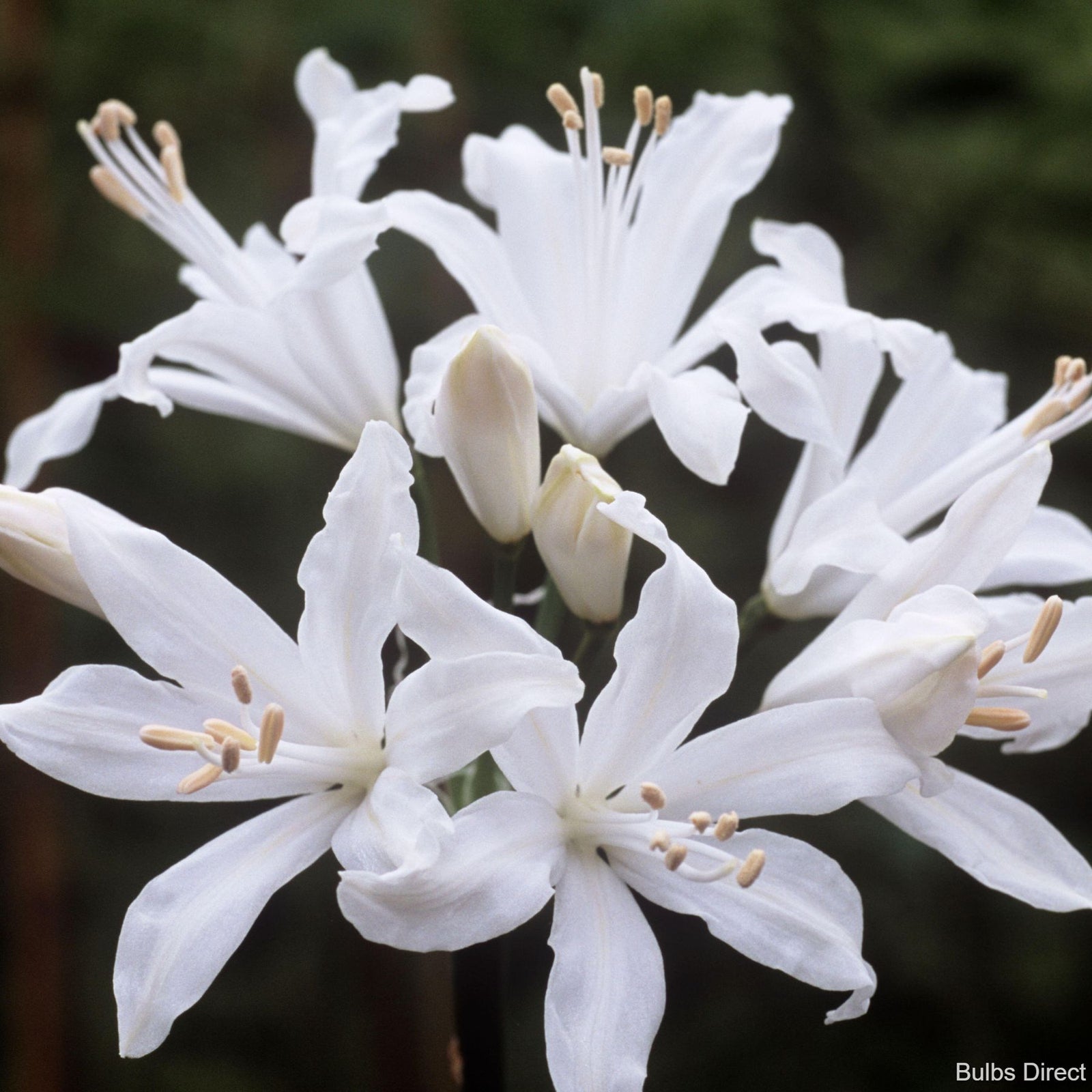 white nerine lily White Perfection – Bulbs Direct