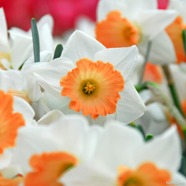 Accent Daffodils | Order Daffodil Bulbs online | Bulbs Direct NZ