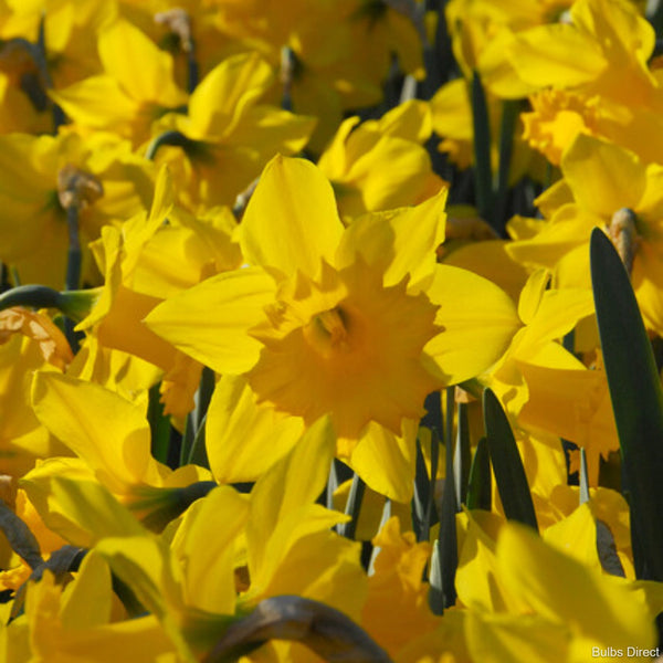 Standard Value Daffodils | Order Daffodil Bulbs online | Bulbs Direct NZ